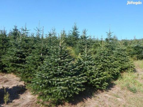 Fenyőfa, karácsonyfa, lucfenyő, ezüstfenyő, normand fenyő már jelölhető