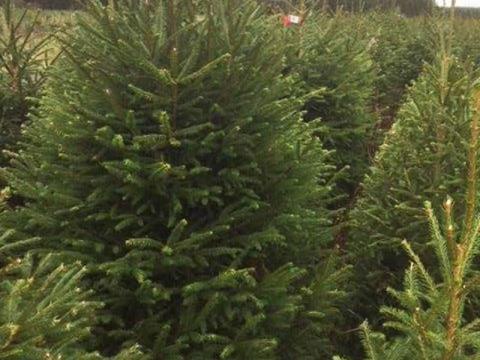 Lucfenyő, luc fenyő, picea abies Lucfenyő, luc fenyő, picea abies