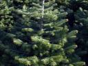 Lucfenyő,  luc fenyő,  picea abies