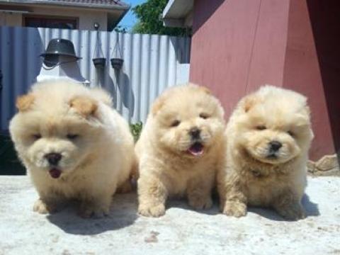 Csau csau,  Chow-chow kölykök Csau csau,  Chow-chow kölykök