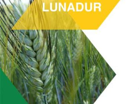 Mv Pelsodur durum búza vetőmag Mv Pelsodur durum búza vetőmag