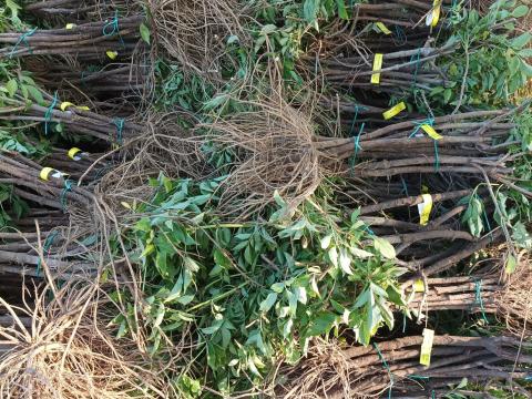 Haschberg bodza dugvány előrendelés 2026 őszére