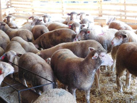 Ile de France növendék jerkék eladók Ile de France növendék jerkék eladók