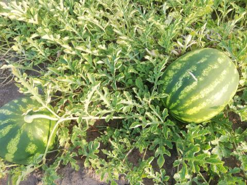 Közepes méretű (5-7 kg-os) dinnye eladó Sárbogárdon Közepes méretű (5-7 kg-os) dinnye eladó Sárbogárdon