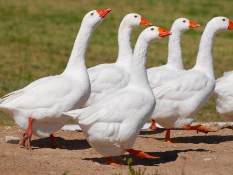 Állattartó telepre keresünk munkatársat