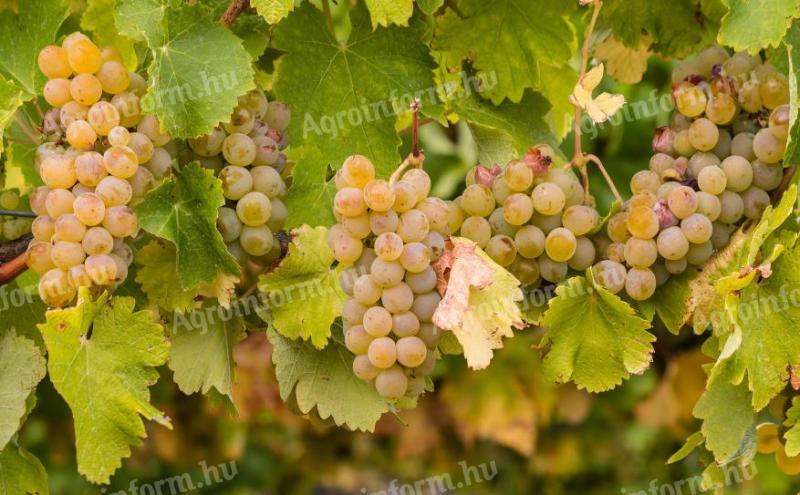 Irsai Olivér, Sárgamuskotály, Chardonnay, Sauvignon Blanc, Pinot Noir, Leányka, Kékfrankos borszőlő eladó