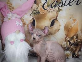 Szfinx és elf kiscicák eladók / Bald Goblin