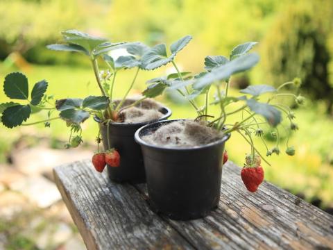 Gyapjú mulcs korongok Gyapjú mulcs korongok