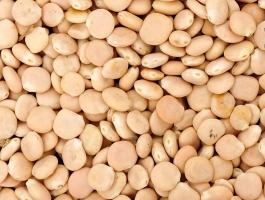 Keserű csillagfürt eladó postai utánvéttel