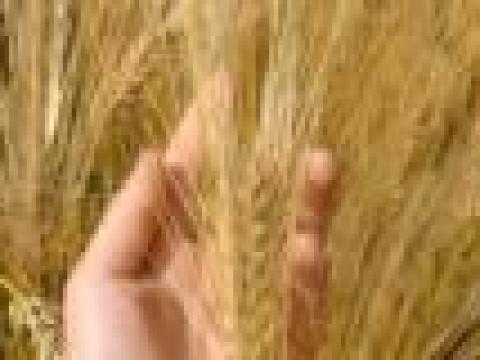 Őszi árpa vetőmag - SIBERIA II. szf Őszi árpa vetőmag - SIBERIA II. szf