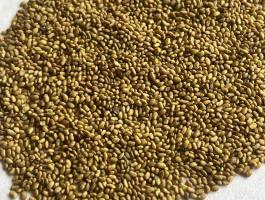 Keresek: lucerna mag,  lucernamagot vásárolok nagytetelben