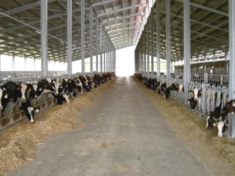 Szarvasmarha és baromfi könnyűszerkezetes istállók korszerű robottechnikával