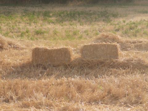 Kis kocka bála búza szalmából eladó Kis kocka bála búza szalmából eladó