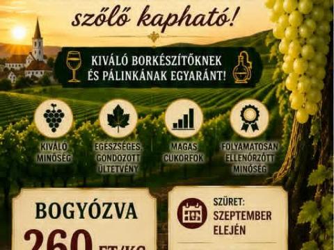 Mádon sárga muskotály szőlő előjegyezhető