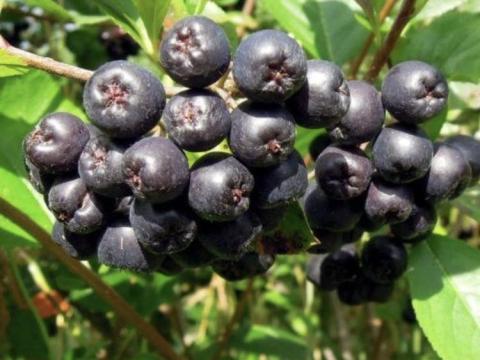 Fekete berkenye Fekete berkenye