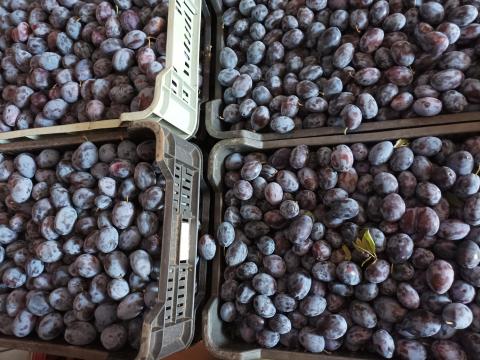 Szilva, Empress, Stanley eladó Szilva, Empress, Stanley eladó