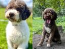 Lagotto romagnolo kiskutya