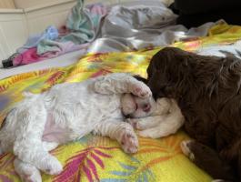 Lagotto Romagnolo kiskutya eladó