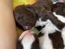 Lagotto Romagnolo kiskutya eladó