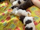 Lagotto Romagnolo kiskutya eladó