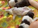 Lagotto Romagnolo kiskutya eladó