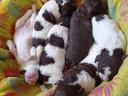 Lagotto Romagnolo kiskutya eladó