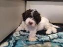 Lagotto Romagnolo kiskutya eladó