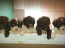 Lagotto Romagnolo kiskutya eladó
