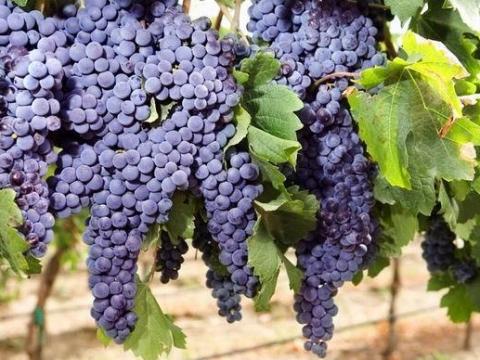 Otelló szőlő, must és bor eladó – Előjegyzés az idei szüretre Otelló szőlő, must és bor eladó – Előjegyzés az idei szüretre