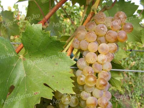 Bianka fehér szőlő eladó
