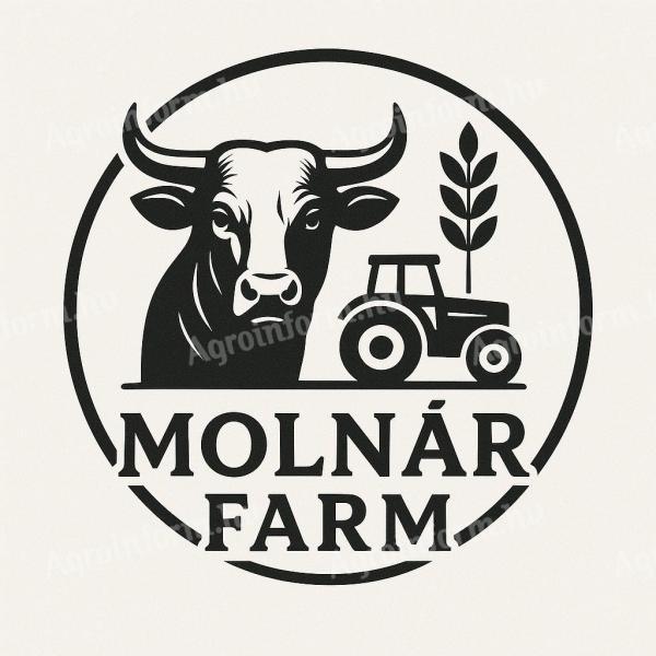 Húshasznú borjú felvásárlás – Magyartarka, Charolais, Limousin, Blonde fajták előnyben