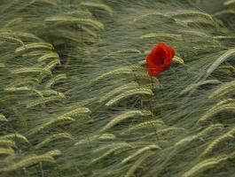 C-komplex Réz-Kén-Cink-Nitrogén-Mg repce és kalászos lombtrágya – Dr. Szakál Pál