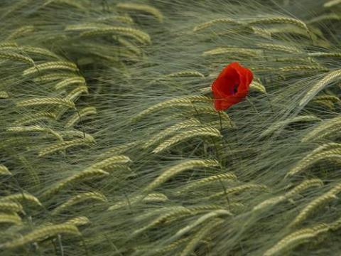 C-komplex Réz-Kén-Cink-Nitrogén-Mg repce és kalászos lombtrágya – Dr. Szakál Pál