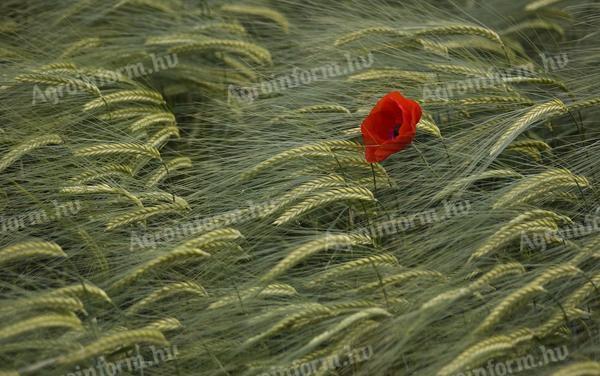 C-komplex Réz-Kén-Cink-Nitrogén-Mg repce és kalászos lombtrágya – Dr. Szakál Pál