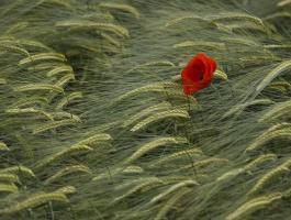 C-komplex Réz-Kén-Cink-Nitrogén-Mg Repce Kalászos lombtrágya dr Szakál Pál