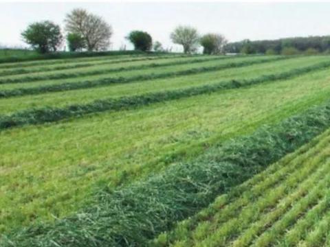 1. fokú fémzárolt szenázs zöldrozs vetőmag POWERGREEN, BONFIRE 80-100 kg/ha vetőmagdózis 1. fokú fémzárolt szenázs zöldrozs vetőmag POWERGREEN, BONFIRE 80-100 kg/ha vetőmagdózis