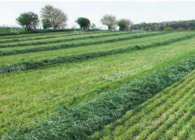 1. fokú fémzárolt szenázs zöldrozs vetőmag POWERGREEN,  BONFIRE 80-100 kg/ha vetőmagdózis