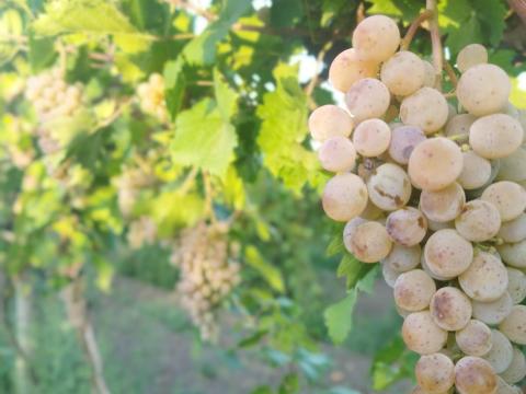 Kunleány szőlő eladó Kunleány szőlő eladó