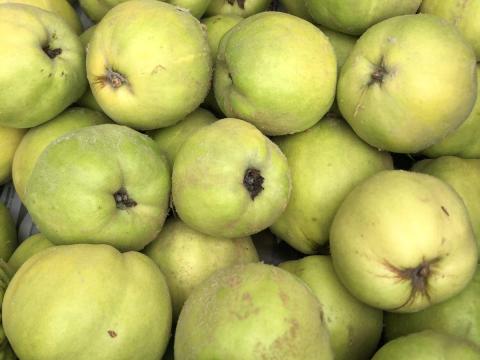 Birsalma cefre Birsalma cefre