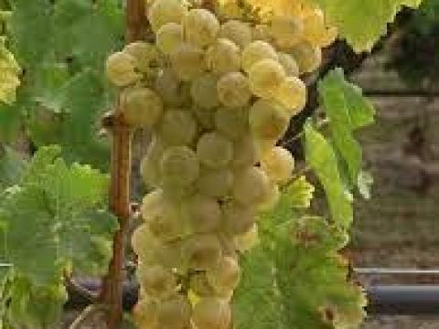 Chasselas, Saszla szőlő eladó Chasselas, Saszla szőlő eladó