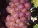 Chasselas,  Saszla szőlő eladó