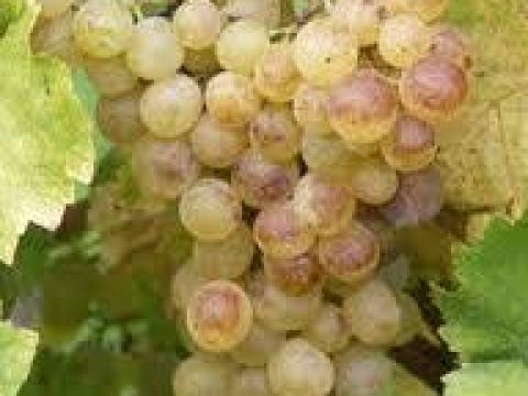 Saszla szőlő eladó Saszla szőlő eladó