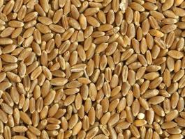 Búza (malmi) étkezési célra eladó,  akár postai utánvéttel is