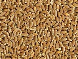Malmi búza étkezési célra eladó, akár postai utánvéttel is