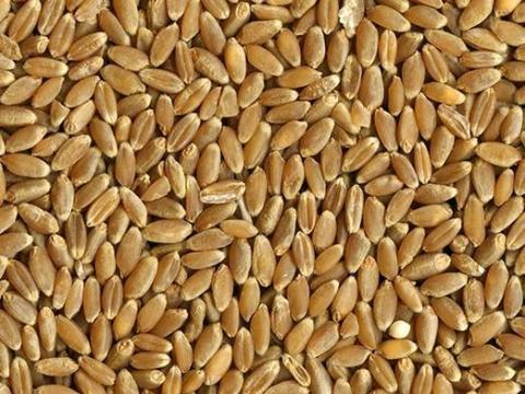 Malmi búza étkezési célra eladó, akár postai utánvéttel is