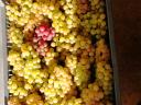 Csemegeszőlő,  Chasselas eladó