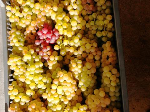 Csemegeszőlő,  Chasselas eladó Csemegeszőlő,  Chasselas eladó