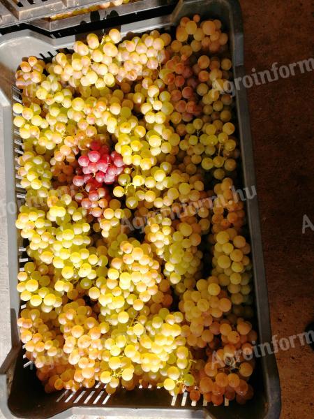 Csemegeszőlő,  Chasselas eladó