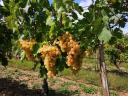 Csemegeszőlő,  Chasselas eladó