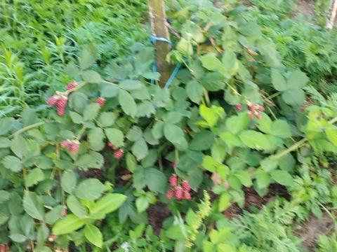 Állattartó telep / Lovas magánbirtok eladó (Pest megye) Állattartó telep / Lovas magánbirtok eladó (Pest megye)